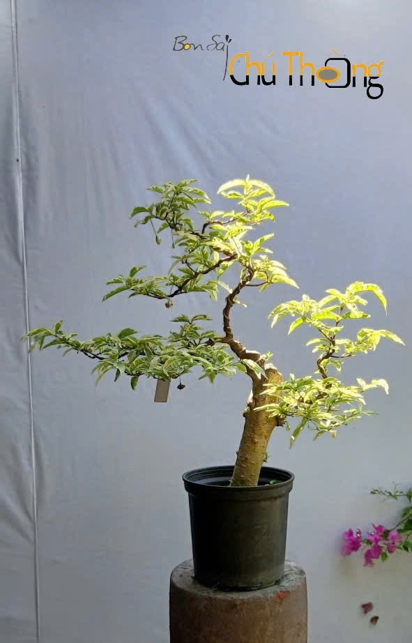 Mai chiếu Thủy lá cẩm thạch ghép