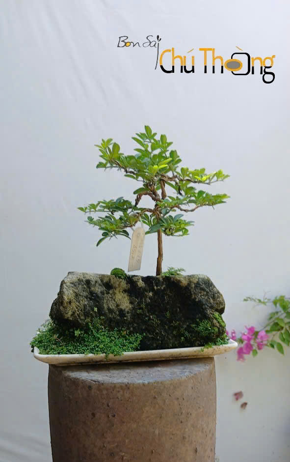 Tiểu Cảnh Kim Quýt