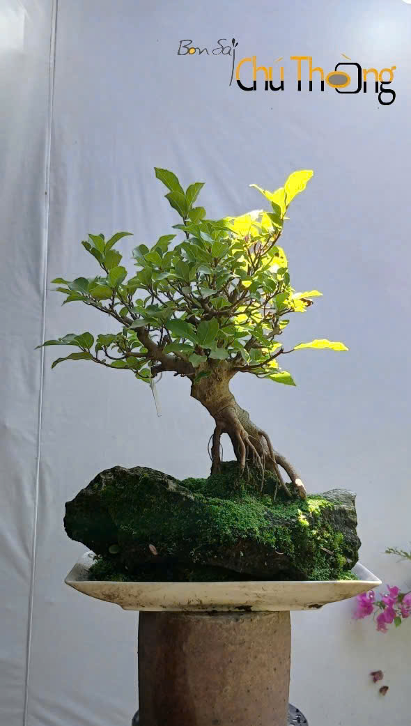 Sung Bonsai