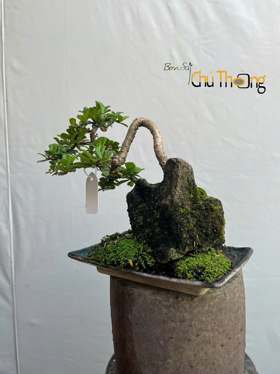 Tiểu cảnh Trà Phúc Kiến