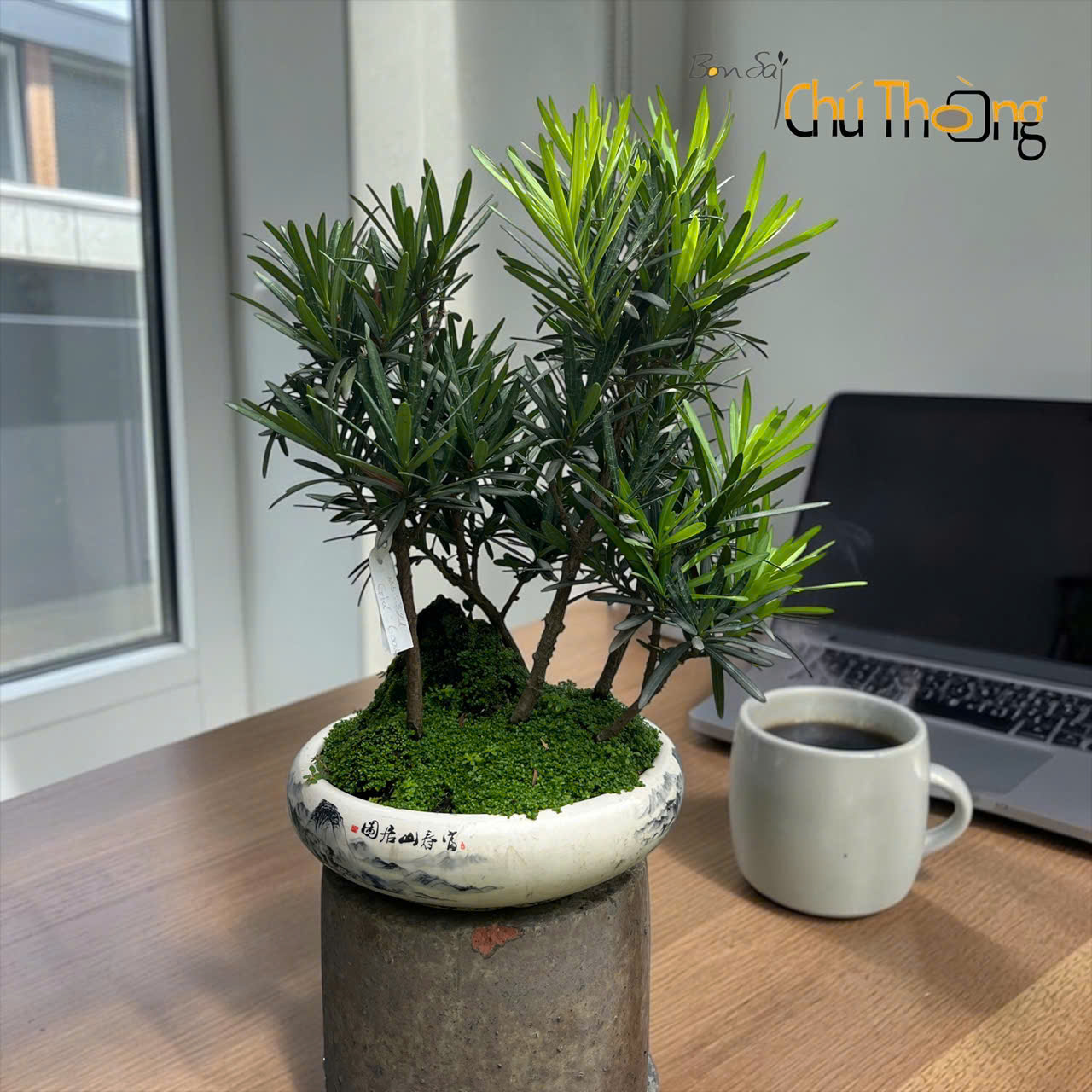 Vạn Niên Tùng Bonsai