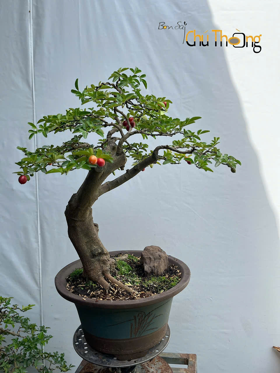 Cây Kim Quýt hợp Mệnh Thổ
