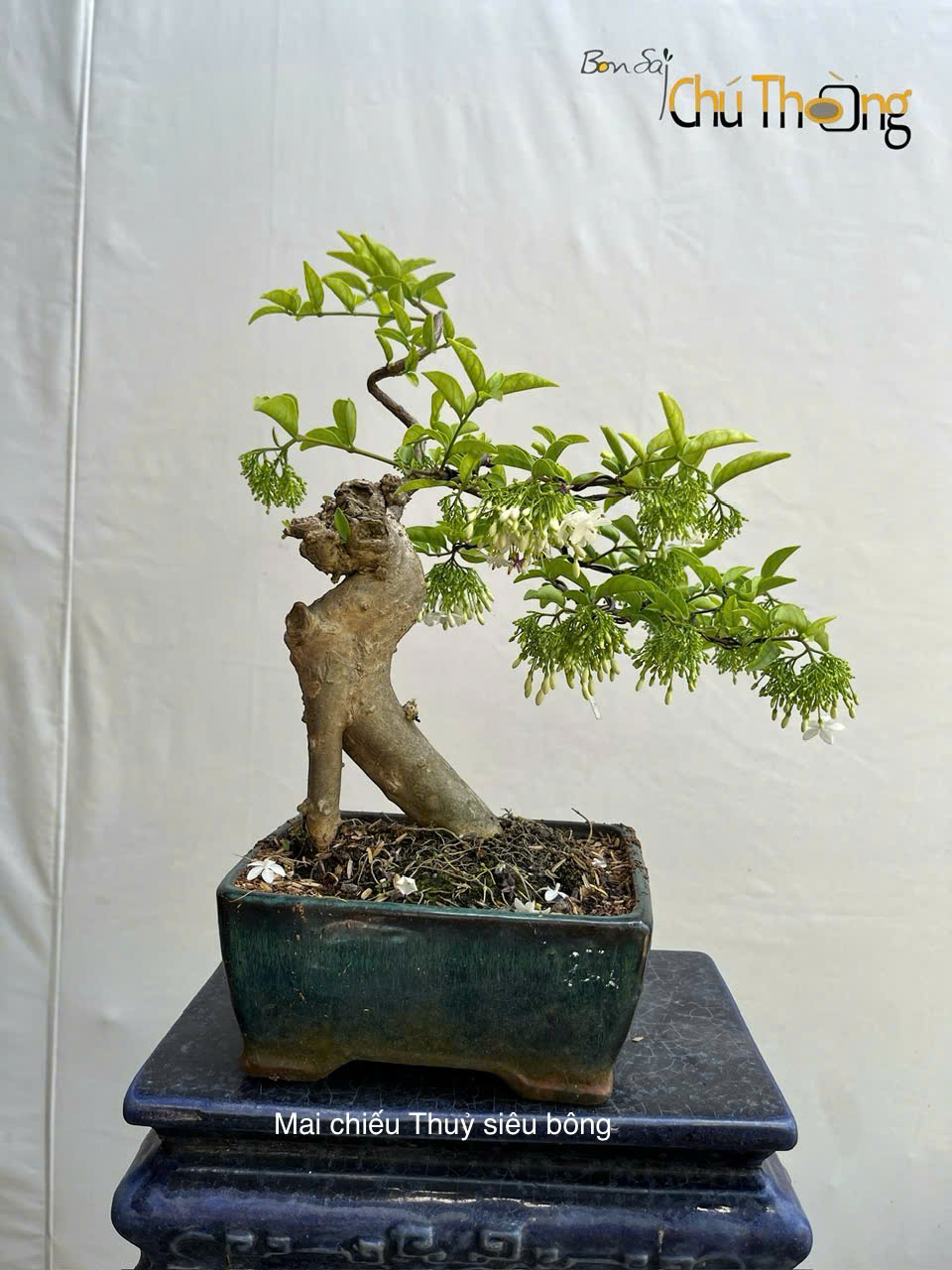 Mai Chiếu Thủy Siêu Bông Bonsai