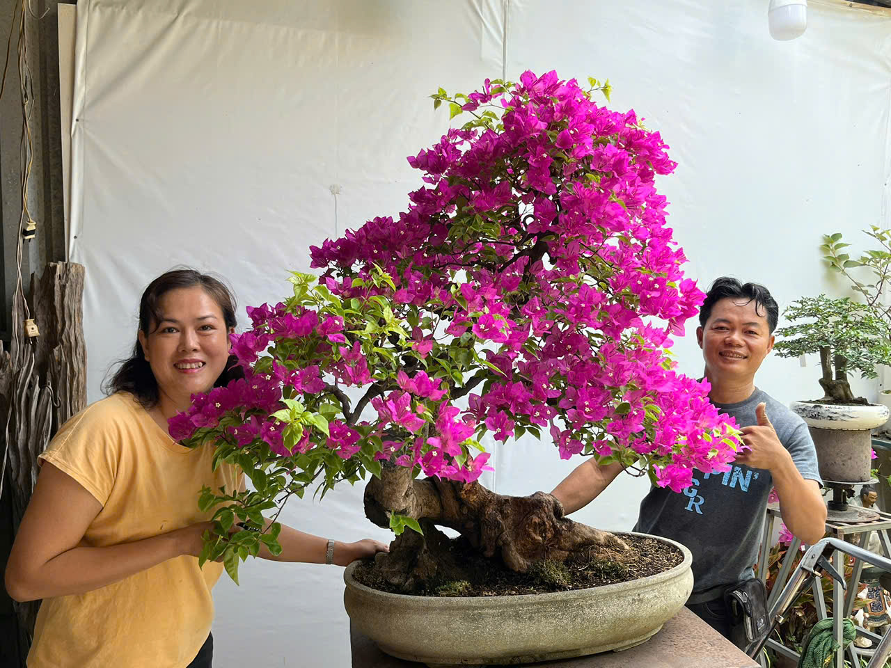 Qúa trình phát triển nghề Bonsai