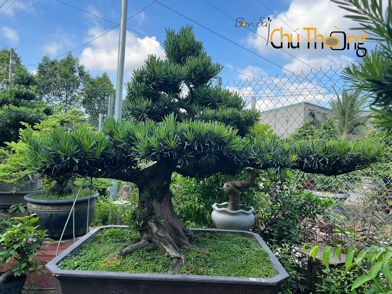 Vạn Niên Tùng Bonsai
