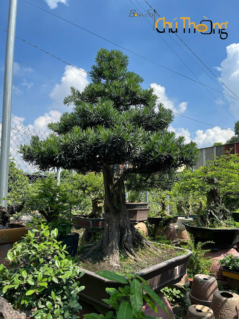 Vạn Niên Tùng Bonsai