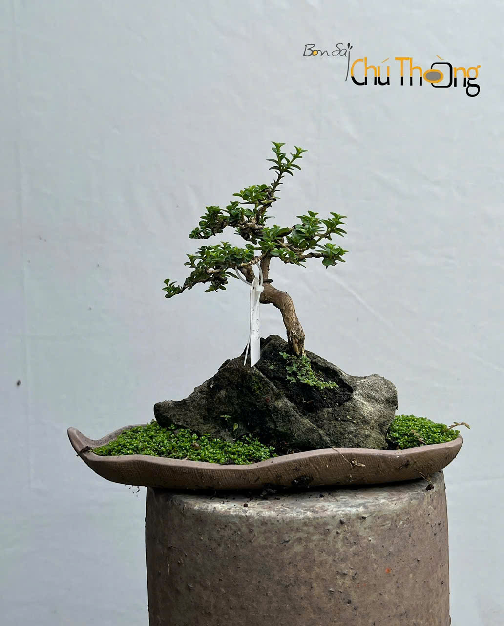 Tiểu Cảnh Sam Hương