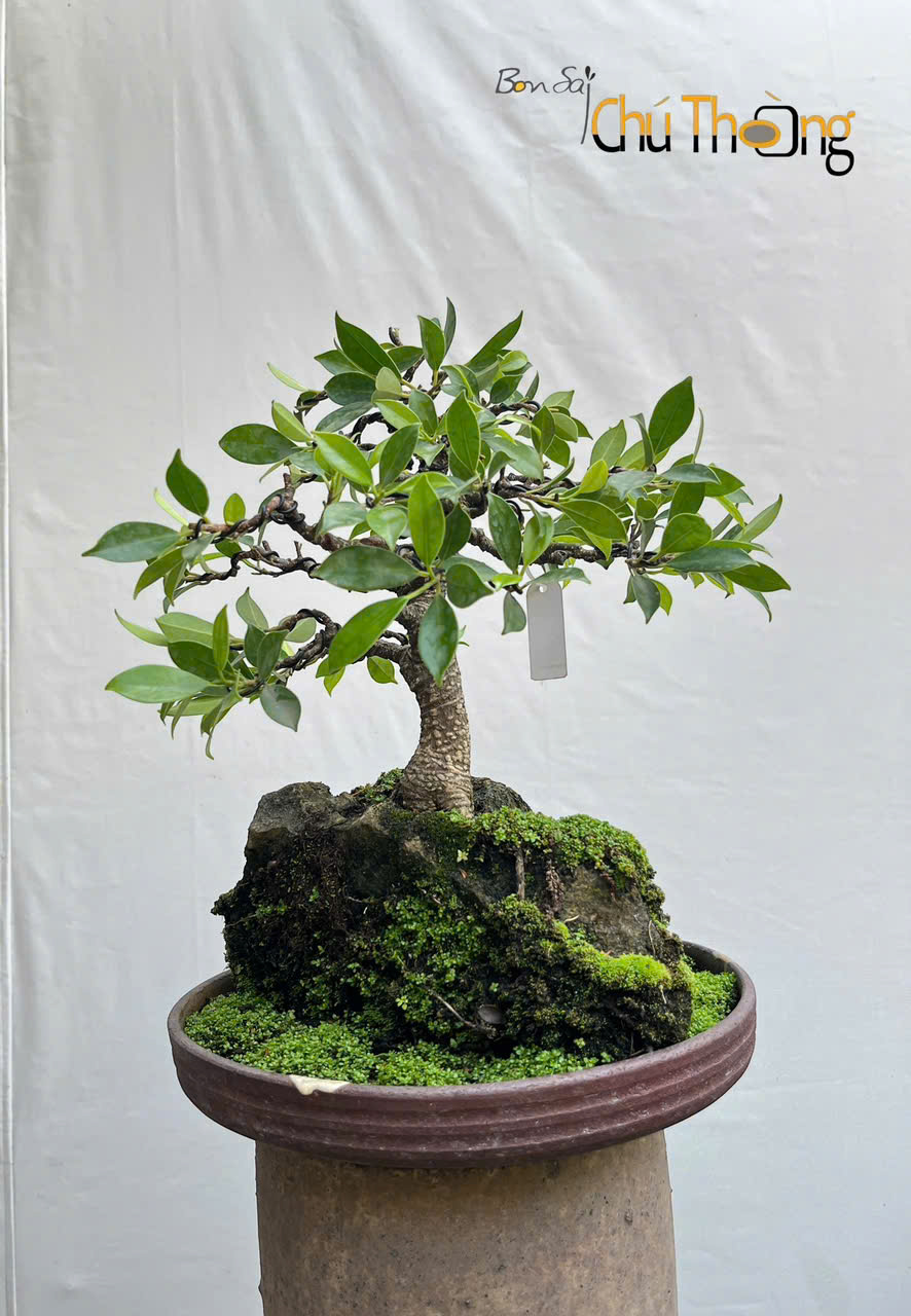 Bonsai Mini Để Bàn Hợp Phong Thủy