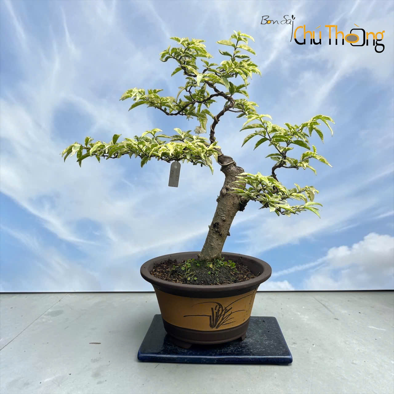 Mai chiếu Thủy lá cẩm thạch ghép