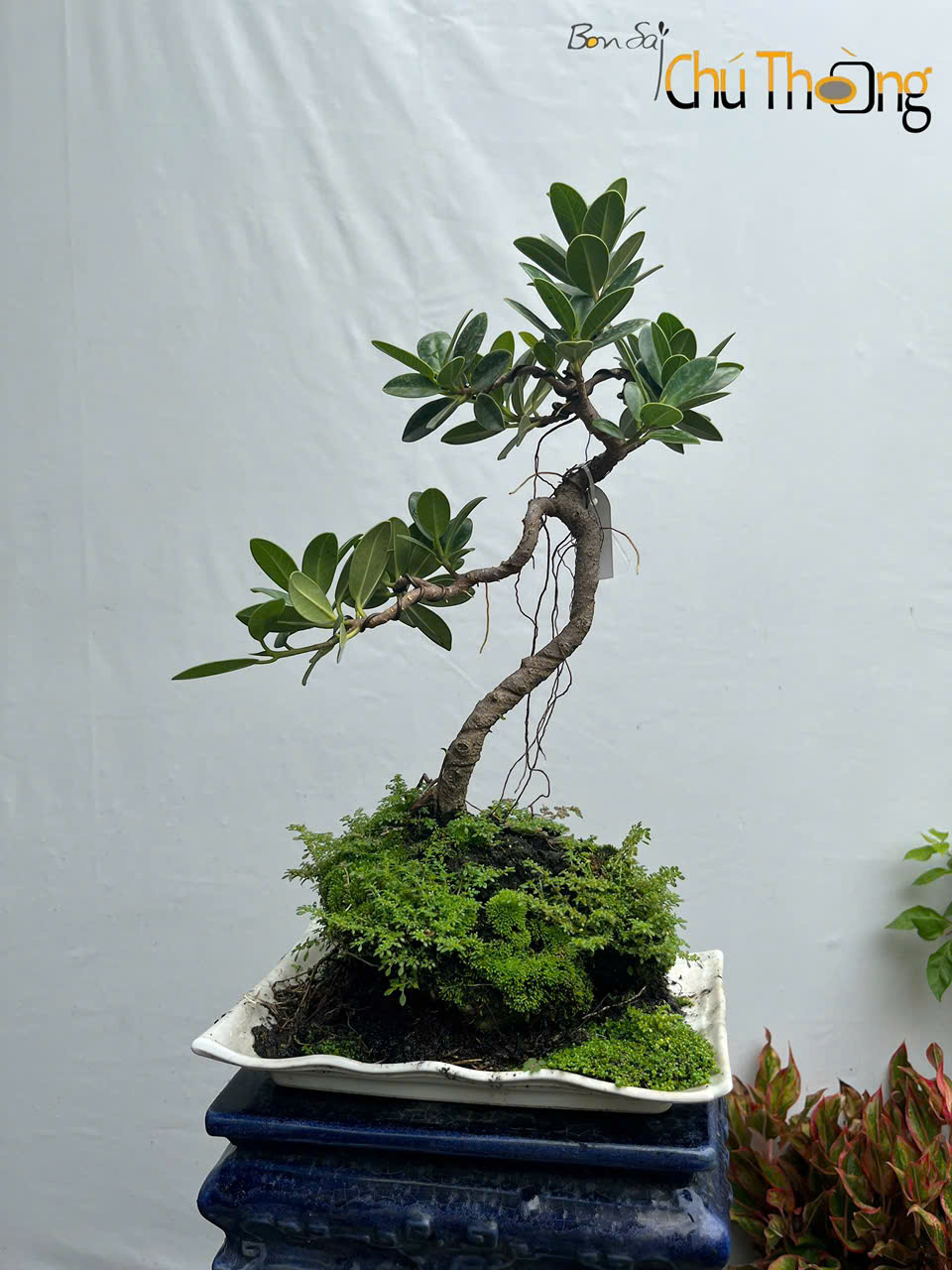 Da Ấn Độ Bonsai