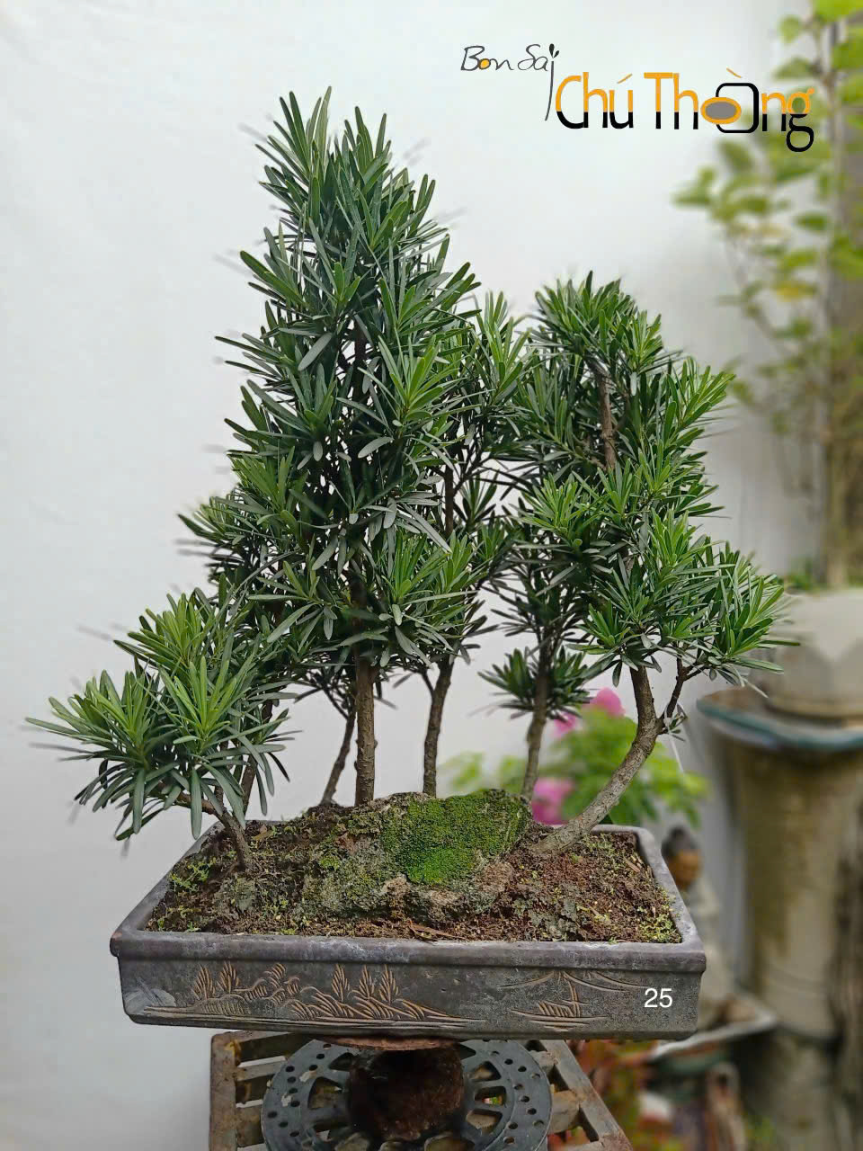 Tiểu cảnh Vạn Niên Tùng