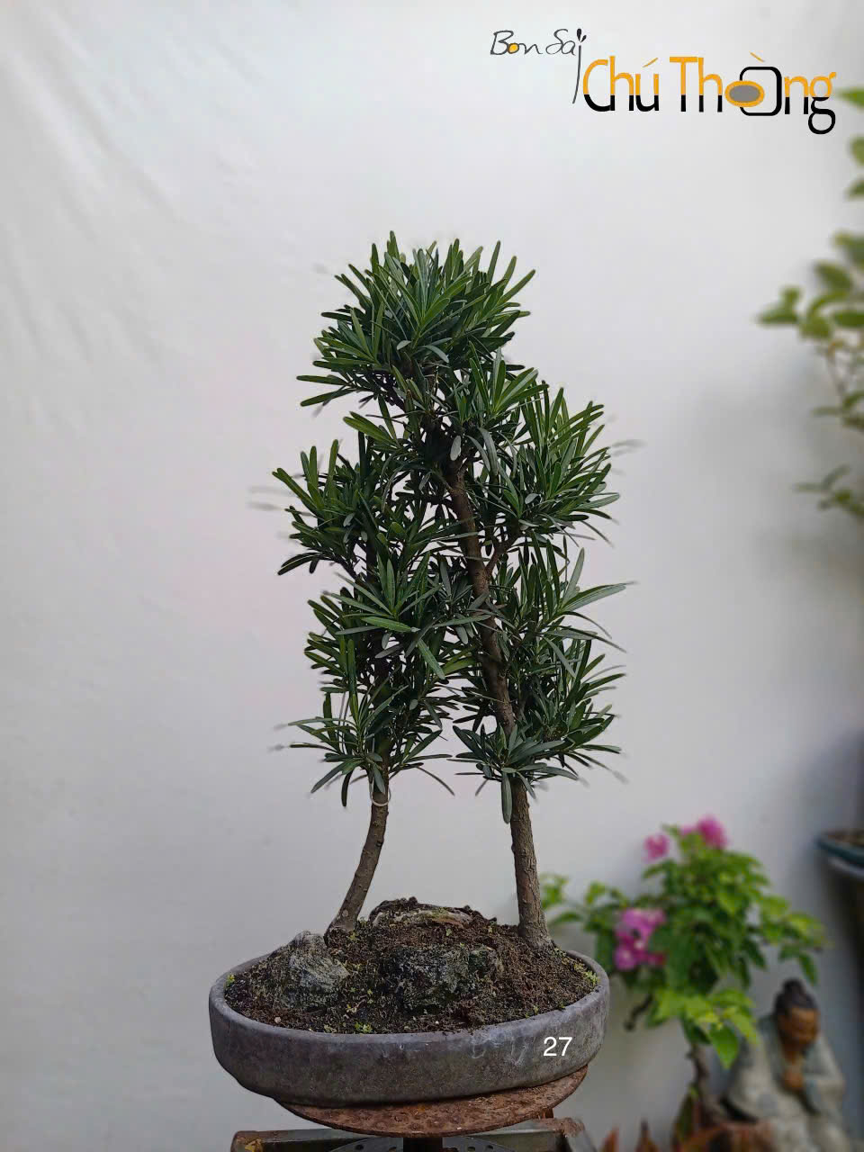 Tiểu cảnh Vạn Niên Tùng