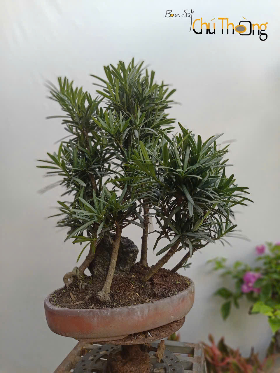 Tiểu cảnh Vạn Niên Tùng