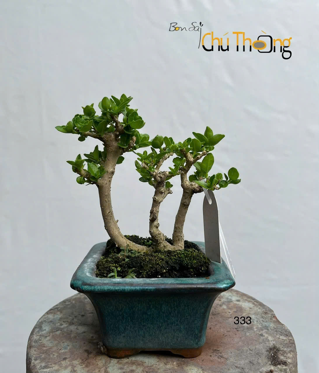 Sam Hương Mini