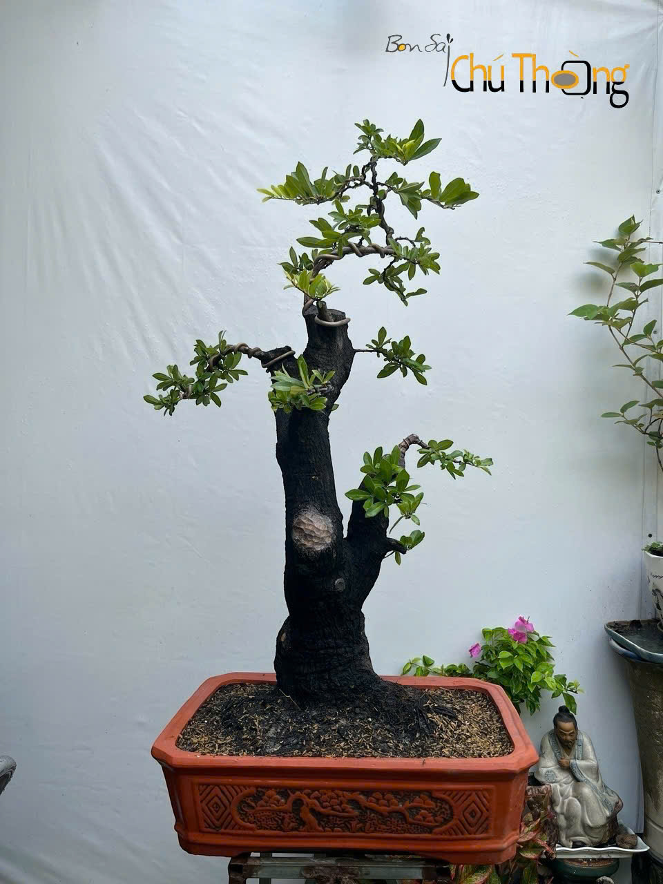 Cẩm thị Bonsai (Kim Cương đen)