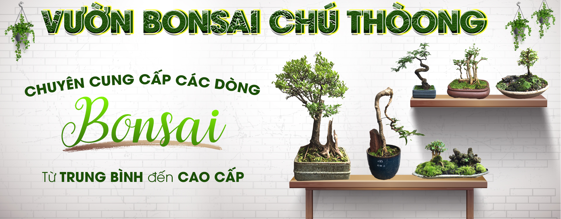 HỘ KINH DOANH BONSAI CHÚ THOÒNG