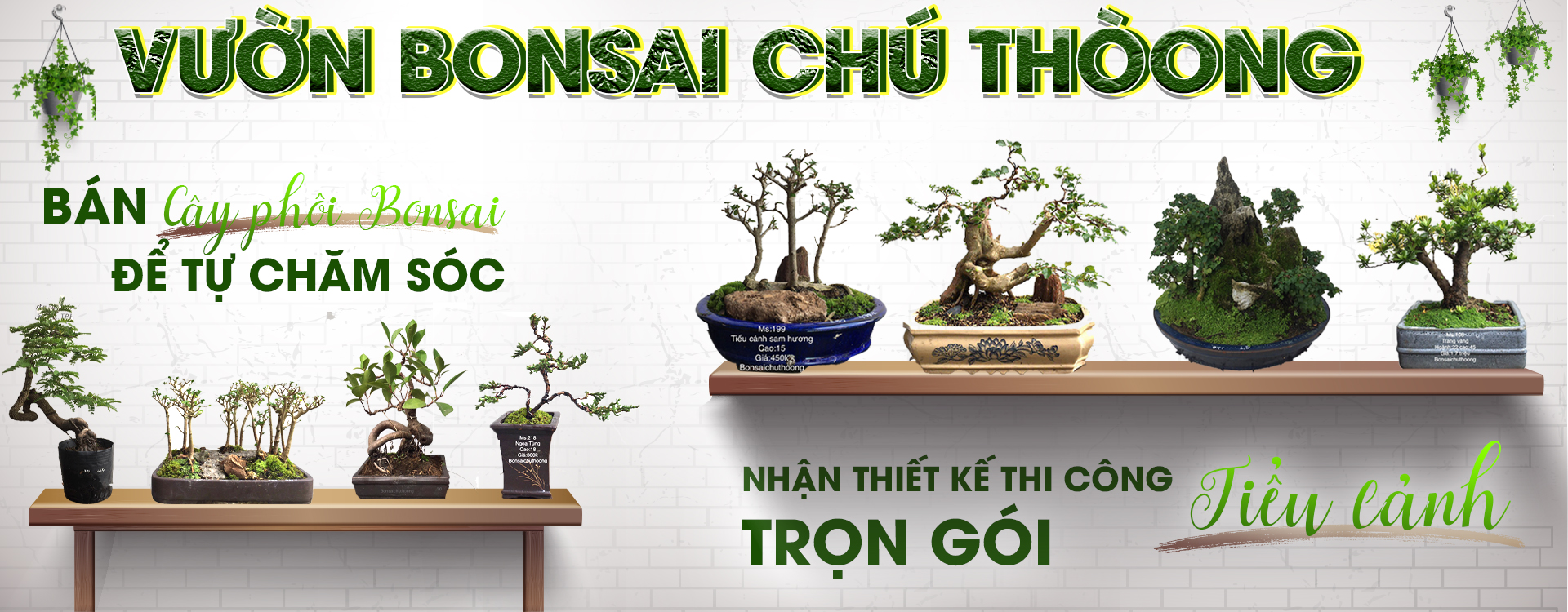 HỘ KINH DOANH BONSAI CHÚ THOÒNG