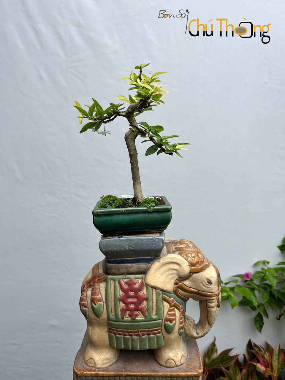 HỘ KINH DOANH BONSAI CHÚ THOÒNG