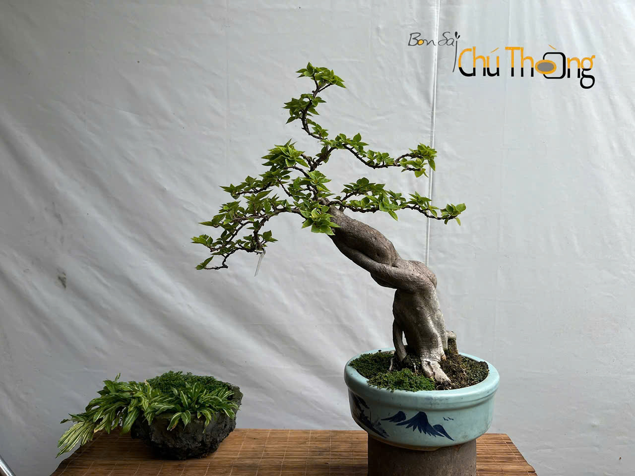 HỘ KINH DOANH BONSAI CHÚ THOÒNG