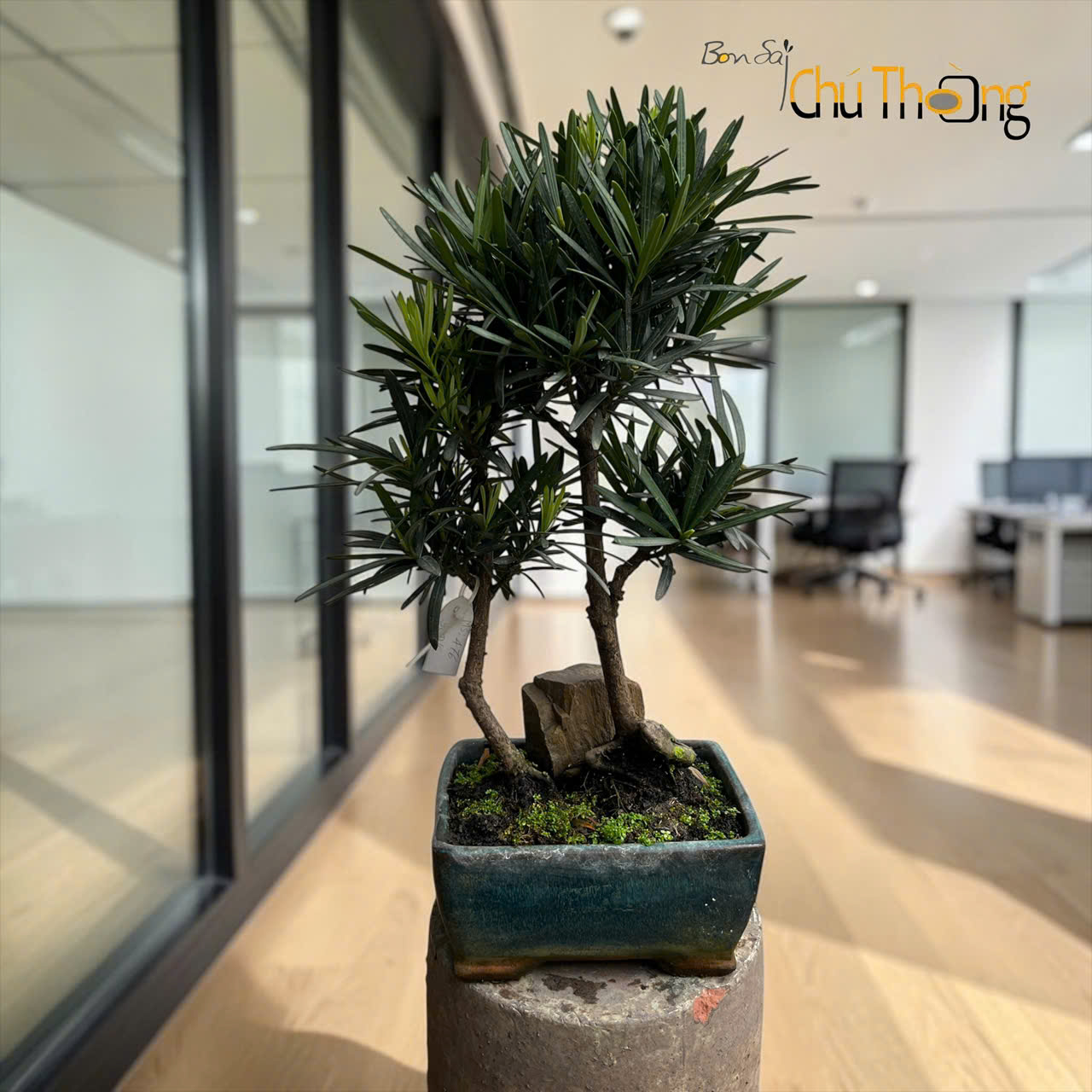 HỘ KINH DOANH BONSAI CHÚ THOÒNG