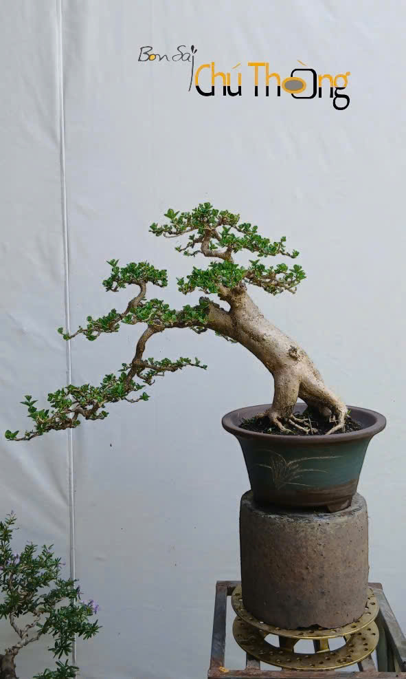 HỘ KINH DOANH BONSAI CHÚ THOÒNG