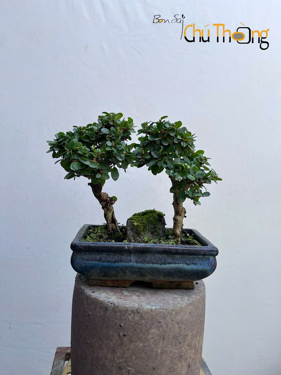 HỘ KINH DOANH BONSAI CHÚ THOÒNG