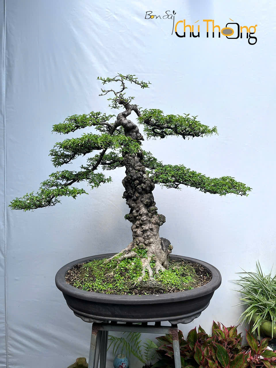 HỘ KINH DOANH BONSAI CHÚ THOÒNG
