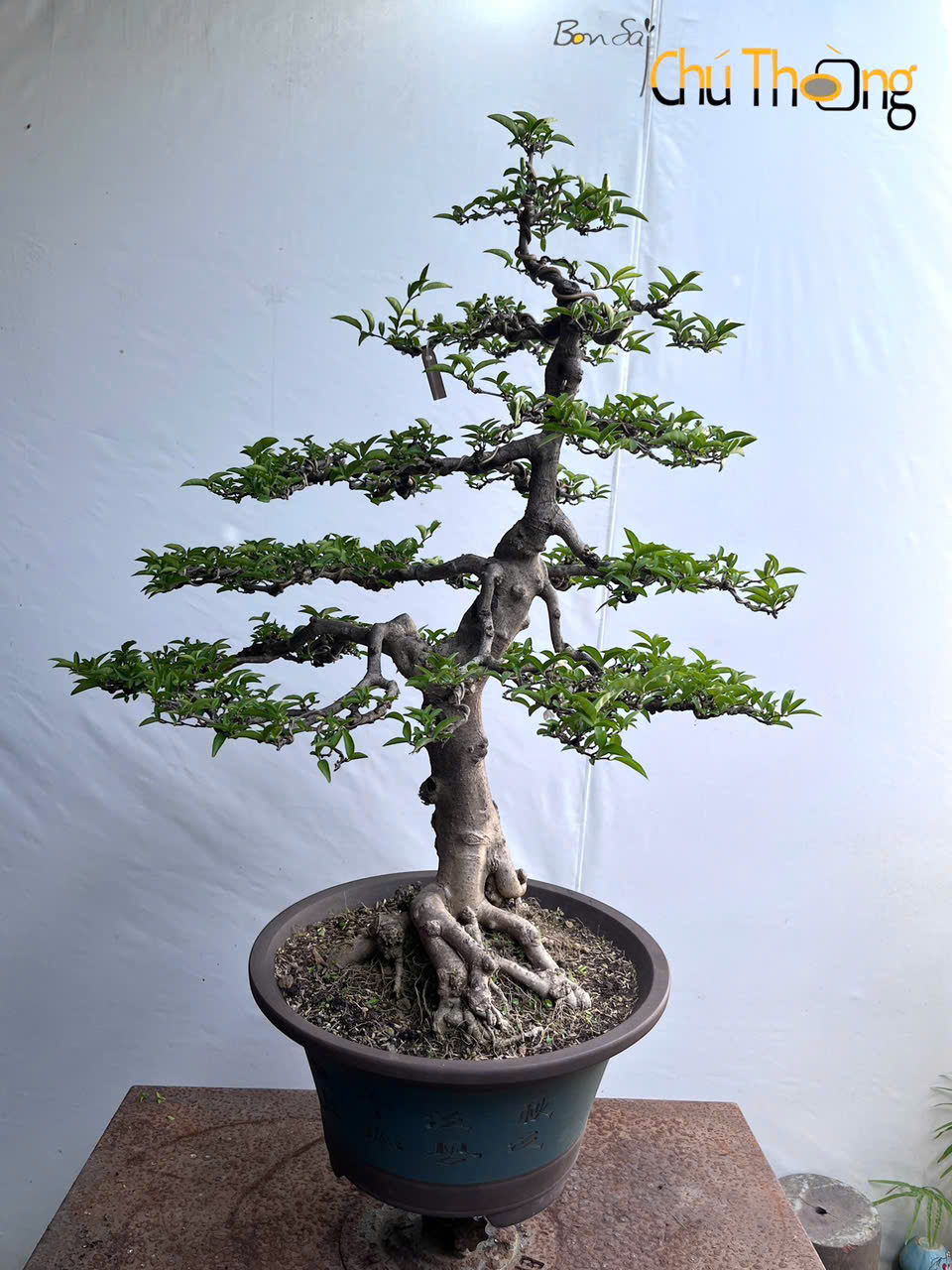 HỘ KINH DOANH BONSAI CHÚ THOÒNG