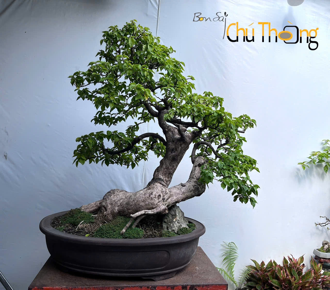 HỘ KINH DOANH BONSAI CHÚ THOÒNG