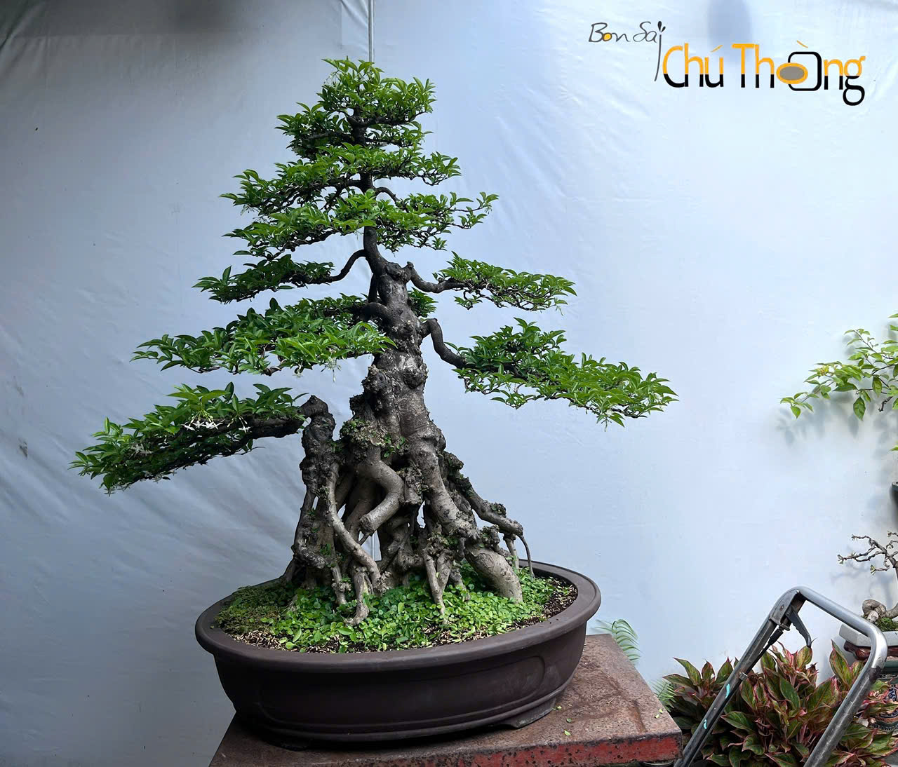 HỘ KINH DOANH BONSAI CHÚ THOÒNG