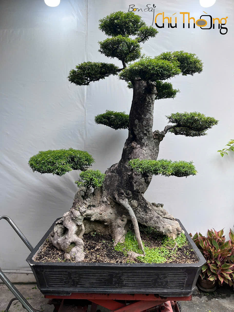 HỘ KINH DOANH BONSAI CHÚ THOÒNG