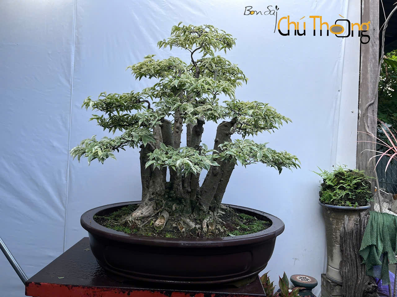 HỘ KINH DOANH BONSAI CHÚ THOÒNG
