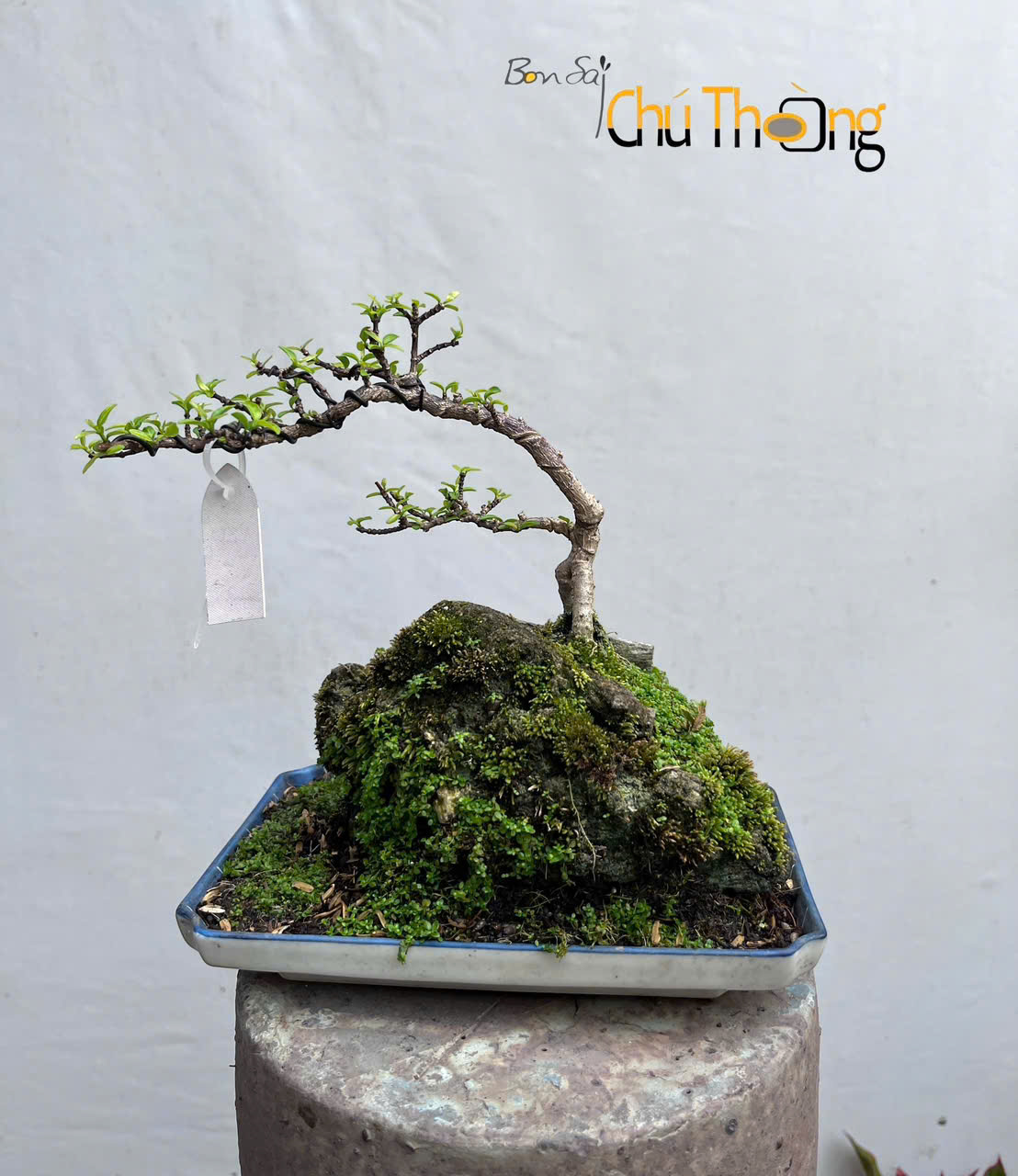 HỘ KINH DOANH BONSAI CHÚ THOÒNG