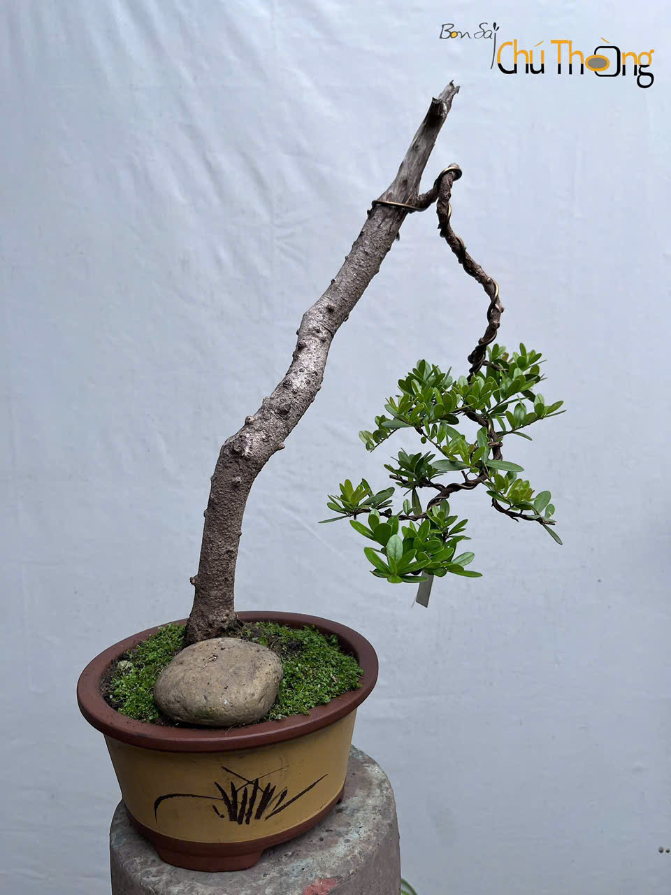 HỘ KINH DOANH BONSAI CHÚ THOÒNG
