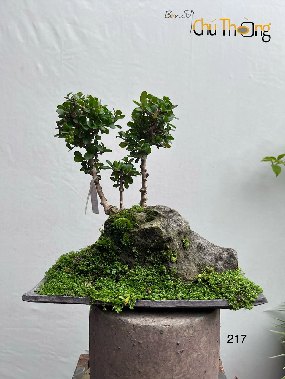 HỘ KINH DOANH BONSAI CHÚ THOÒNG