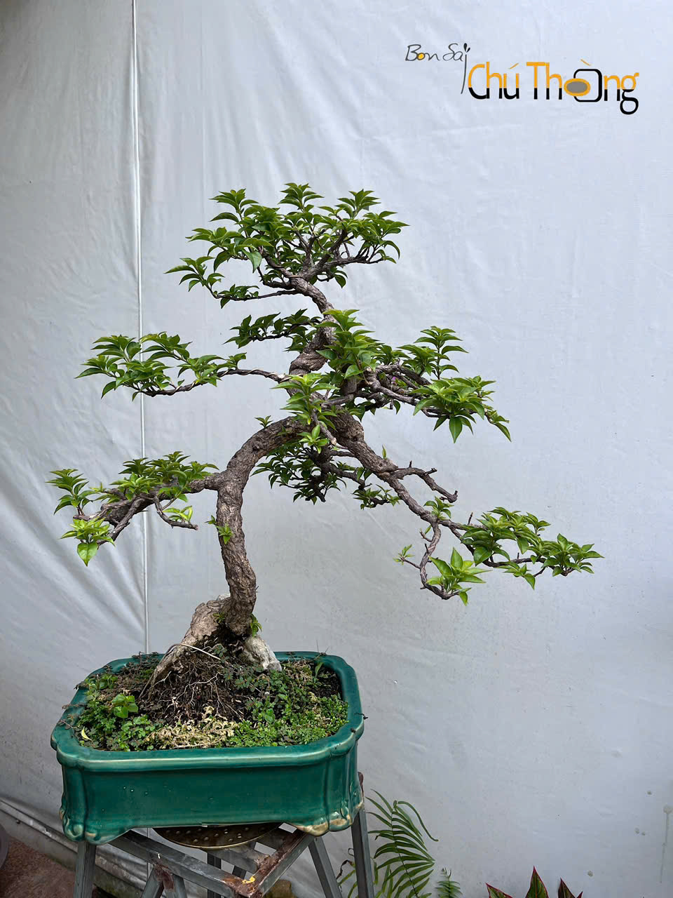 HỘ KINH DOANH BONSAI CHÚ THOÒNG
