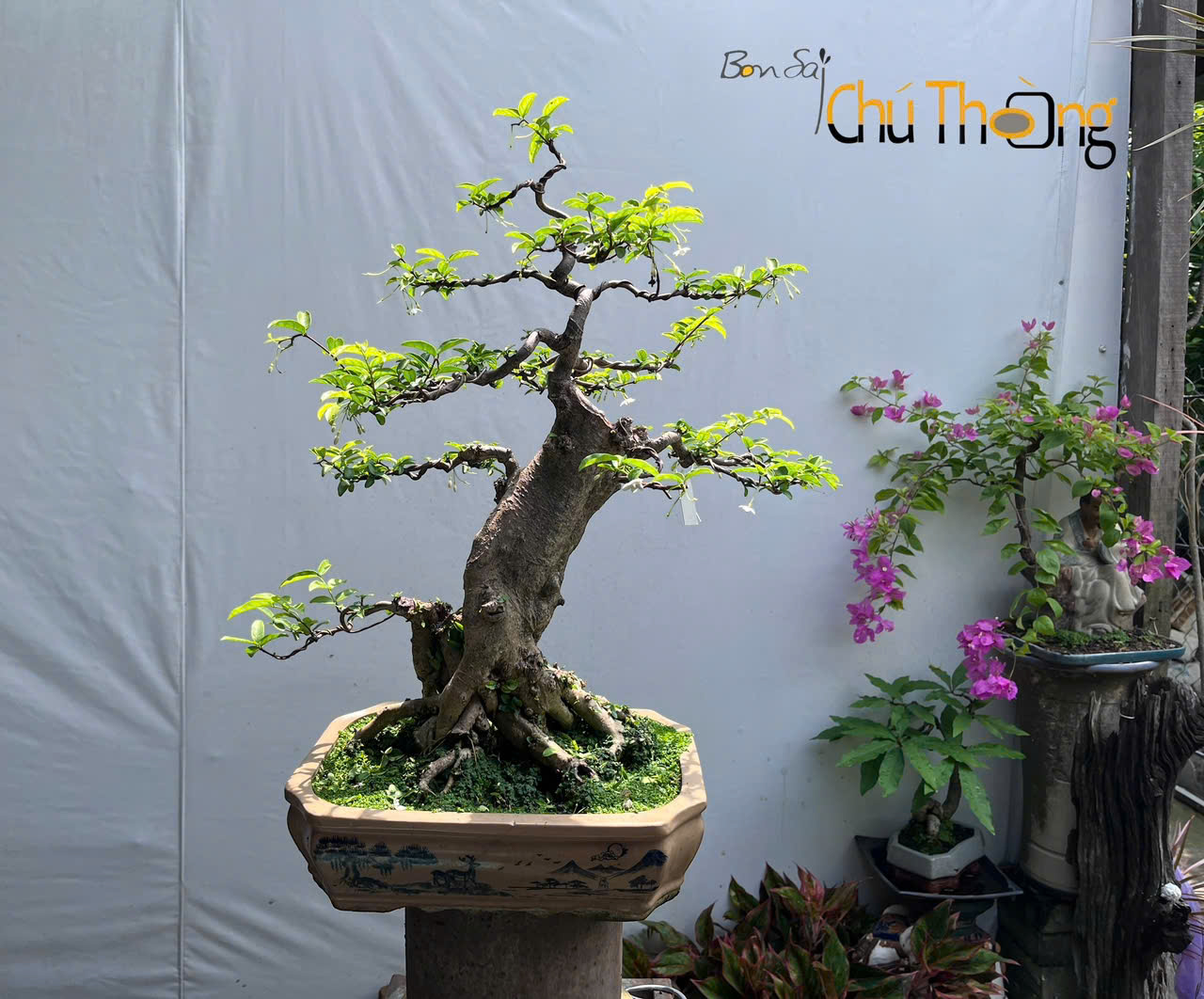 HỘ KINH DOANH BONSAI CHÚ THOÒNG