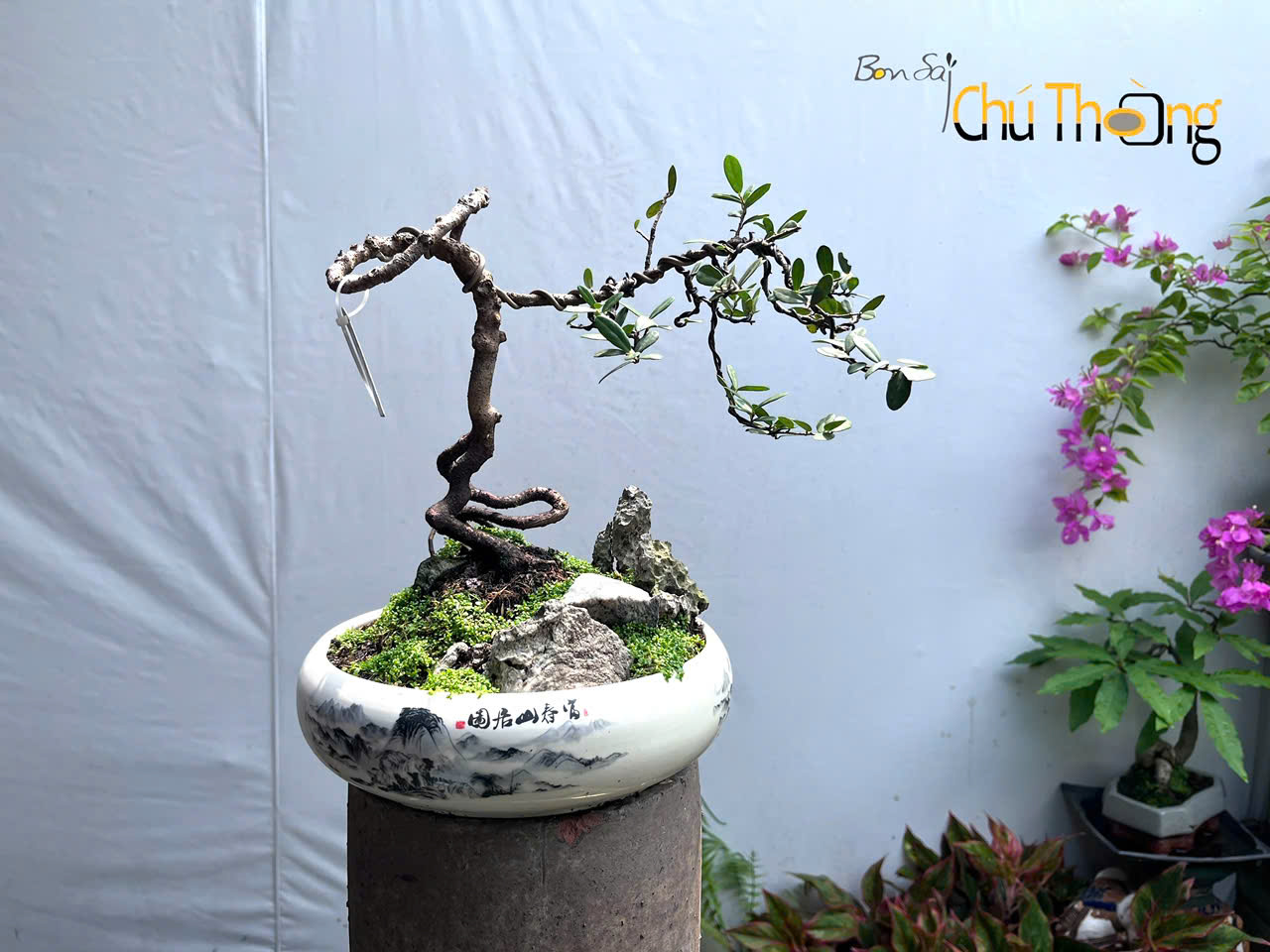 HỘ KINH DOANH BONSAI CHÚ THOÒNG