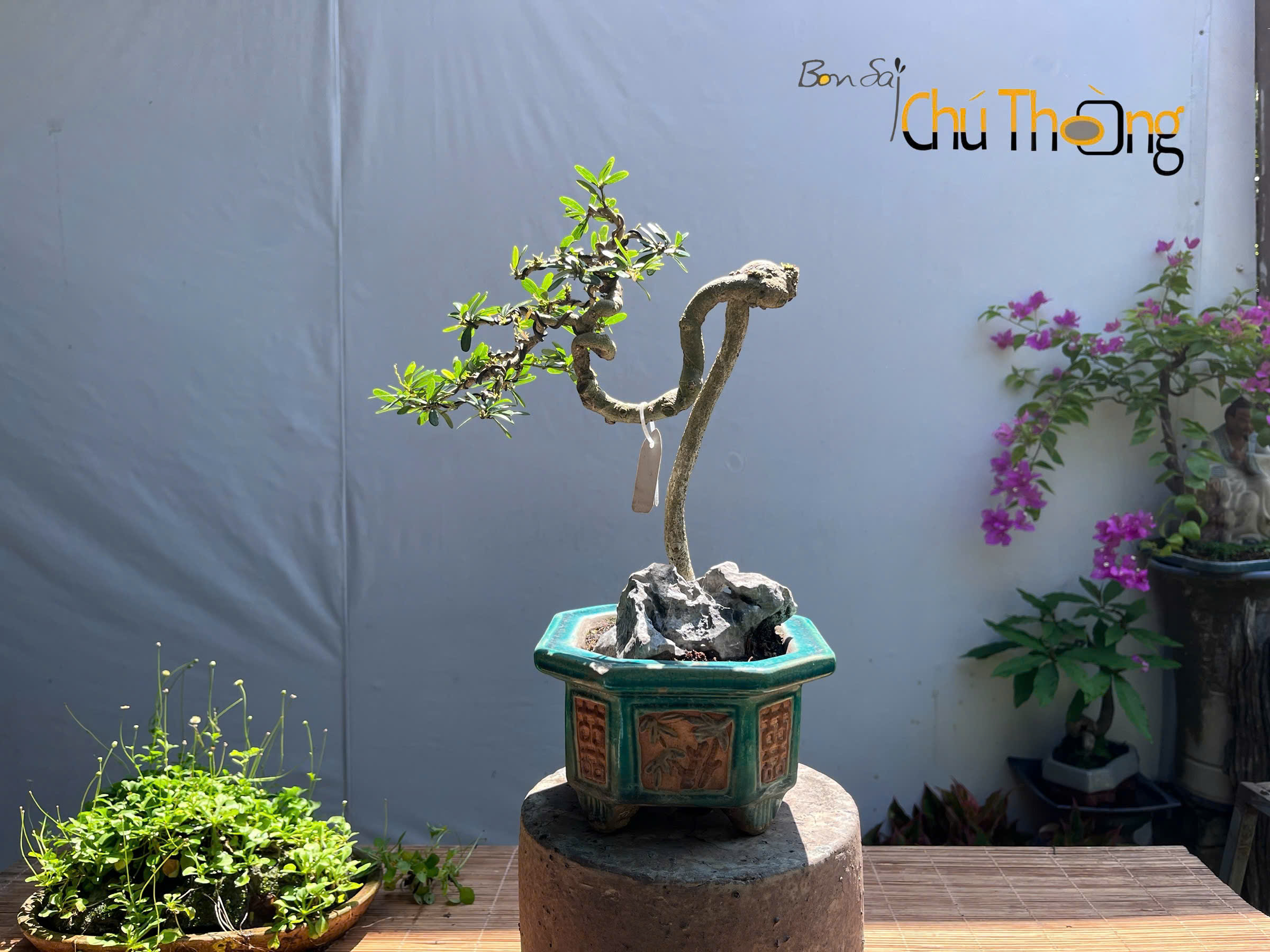 HỘ KINH DOANH BONSAI CHÚ THOÒNG