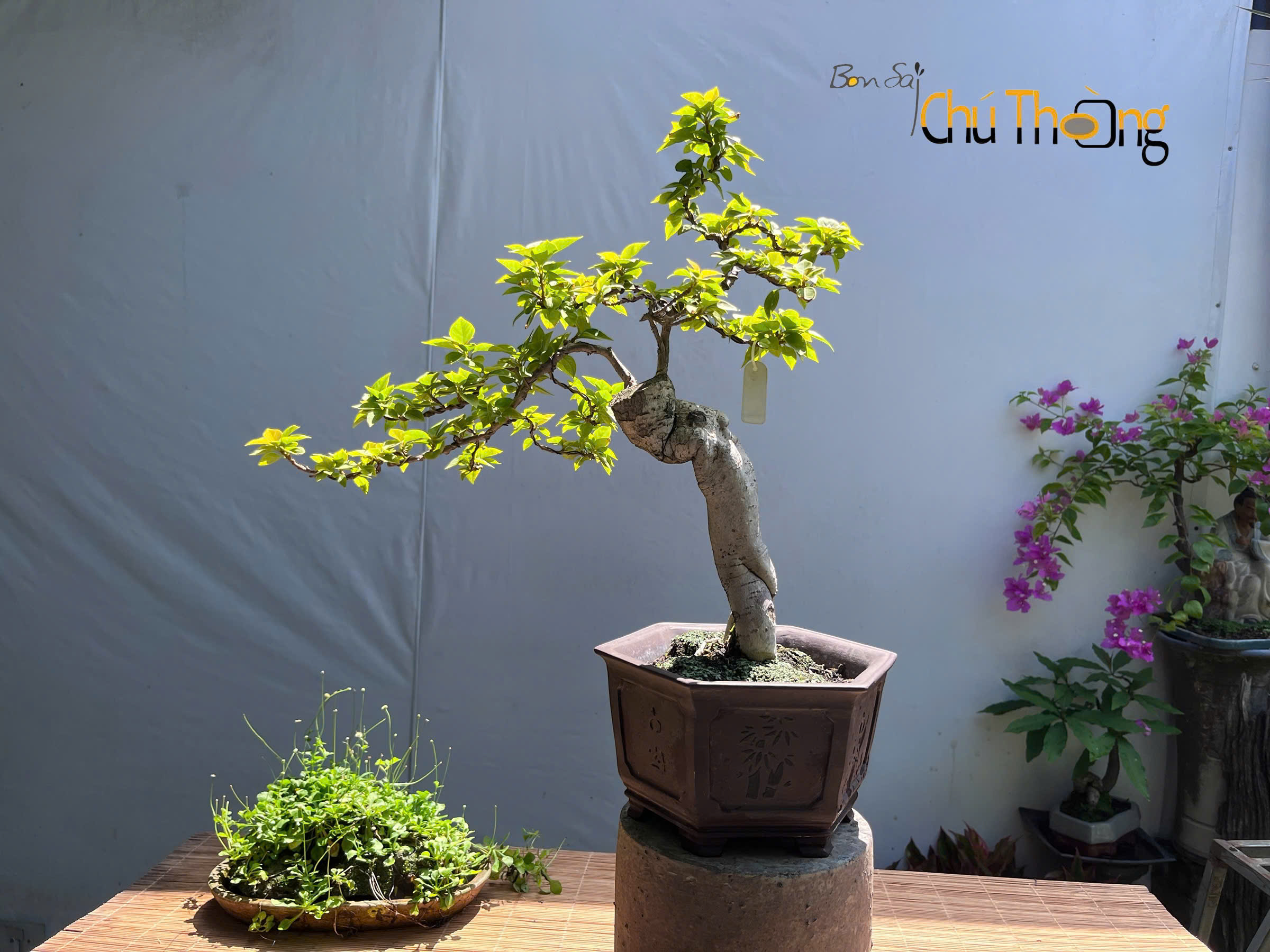 HỘ KINH DOANH BONSAI CHÚ THOÒNG