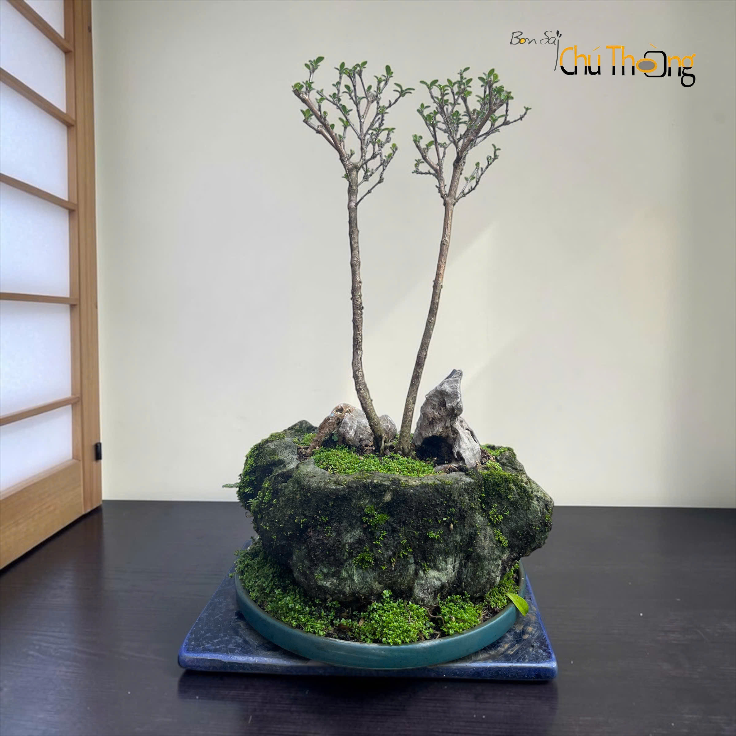 HỘ KINH DOANH BONSAI CHÚ THOÒNG