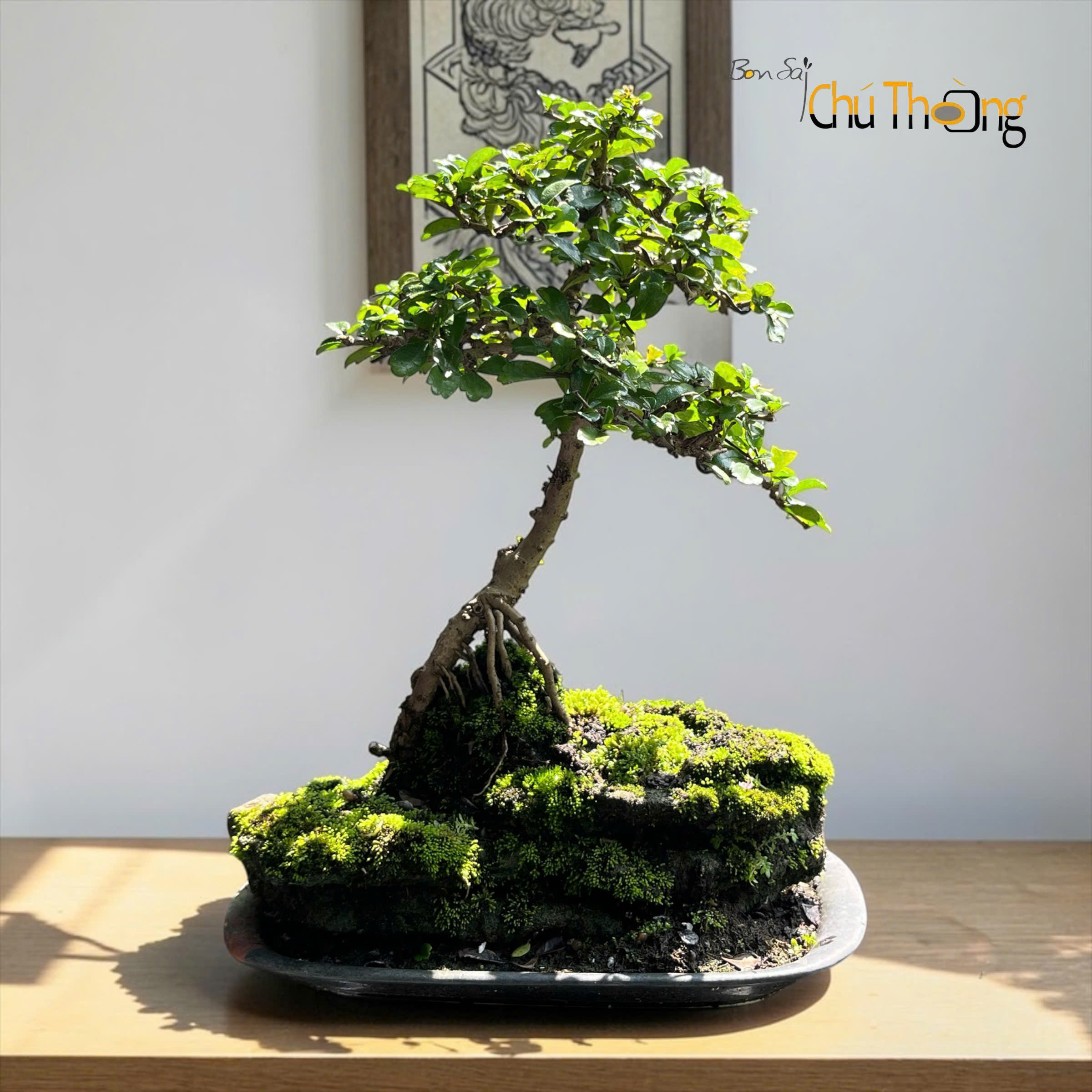 HỘ KINH DOANH BONSAI CHÚ THOÒNG