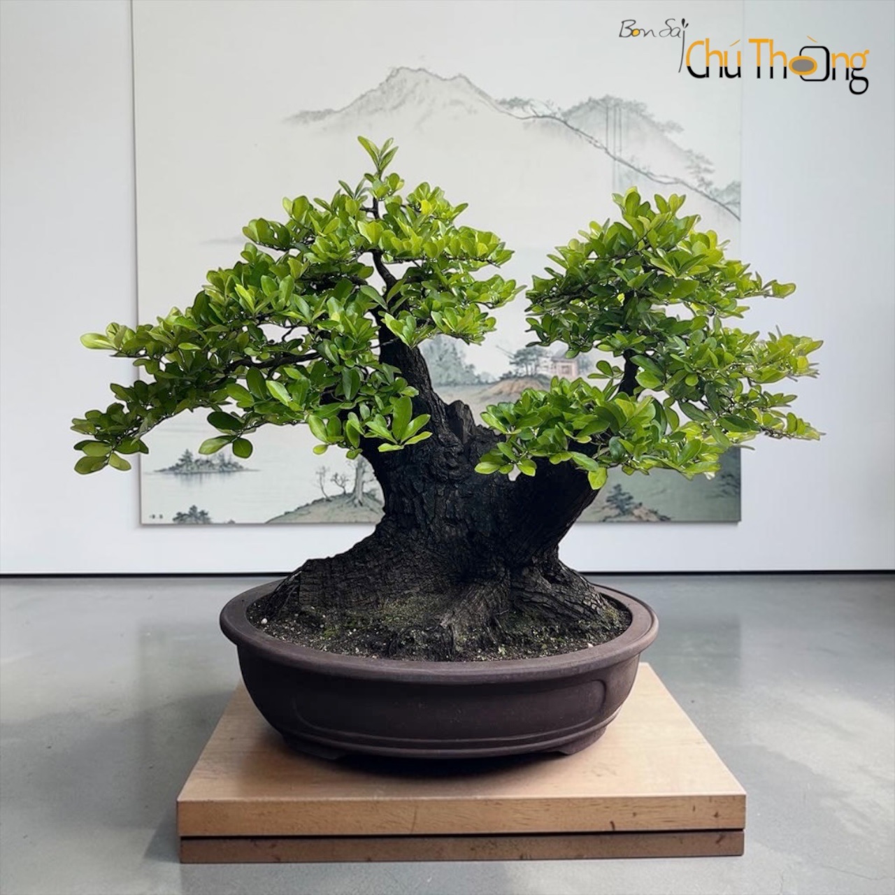 HỘ KINH DOANH BONSAI CHÚ THOÒNG