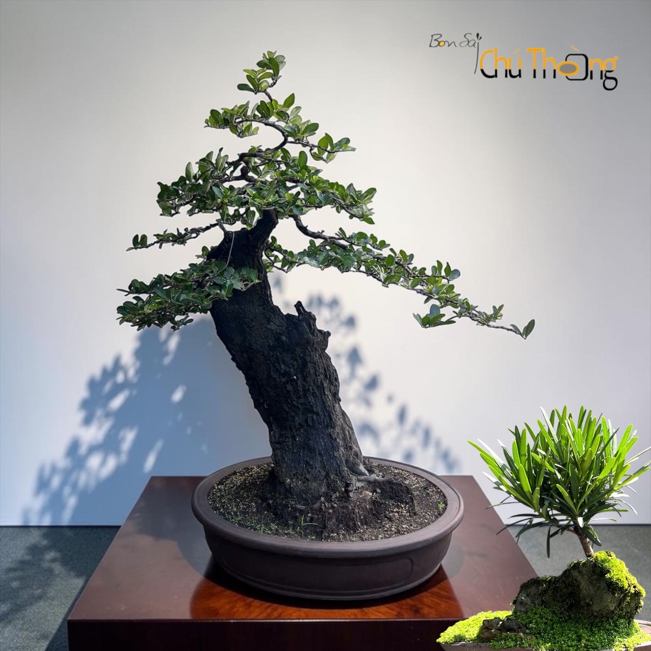 HỘ KINH DOANH BONSAI CHÚ THOÒNG
