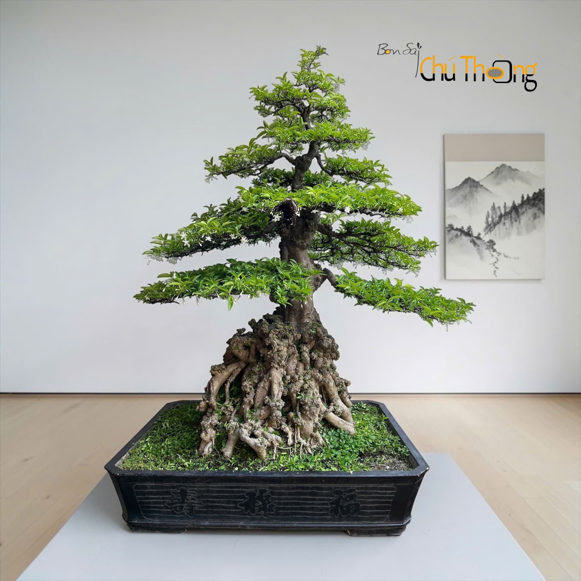 HỘ KINH DOANH BONSAI CHÚ THOÒNG