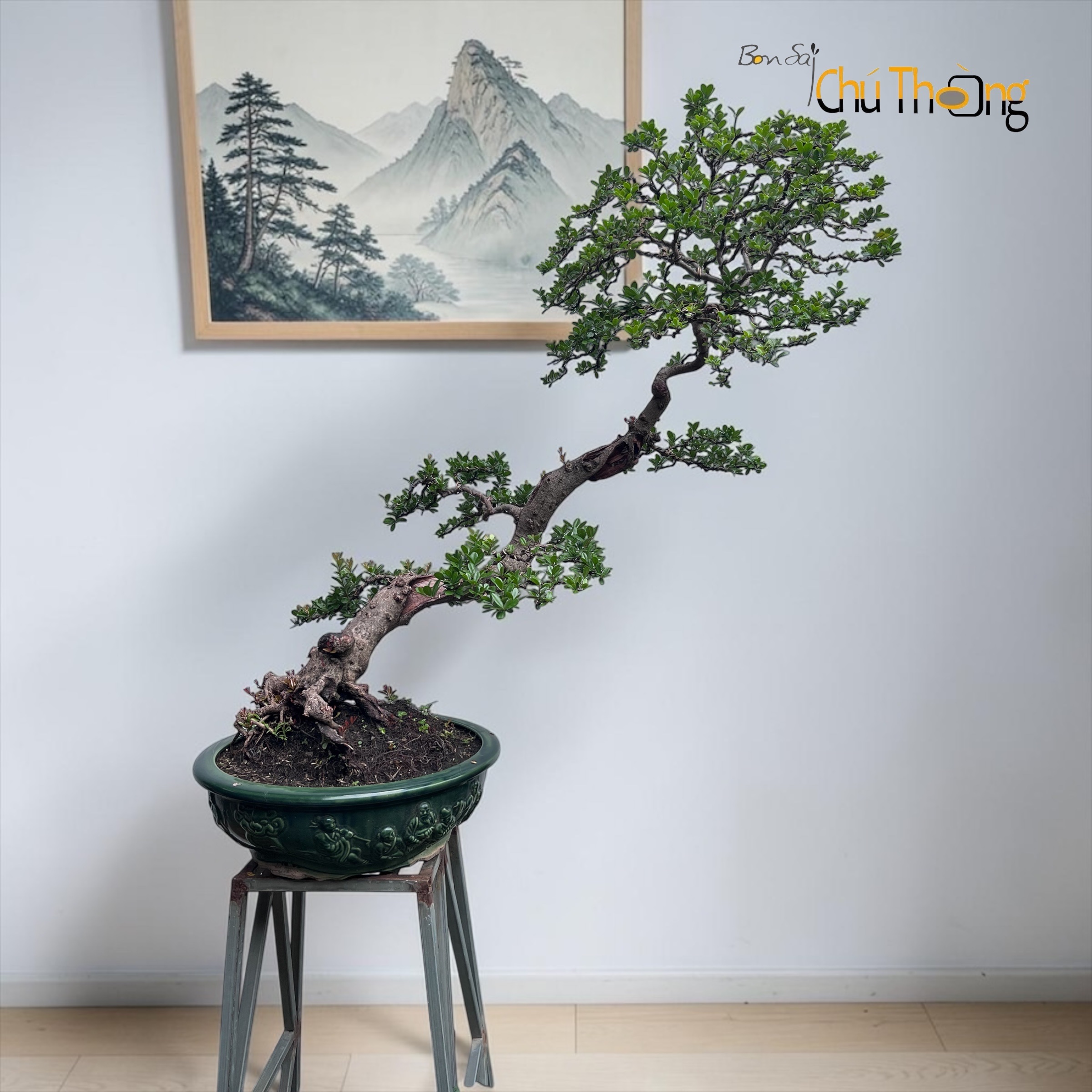 HỘ KINH DOANH BONSAI CHÚ THOÒNG