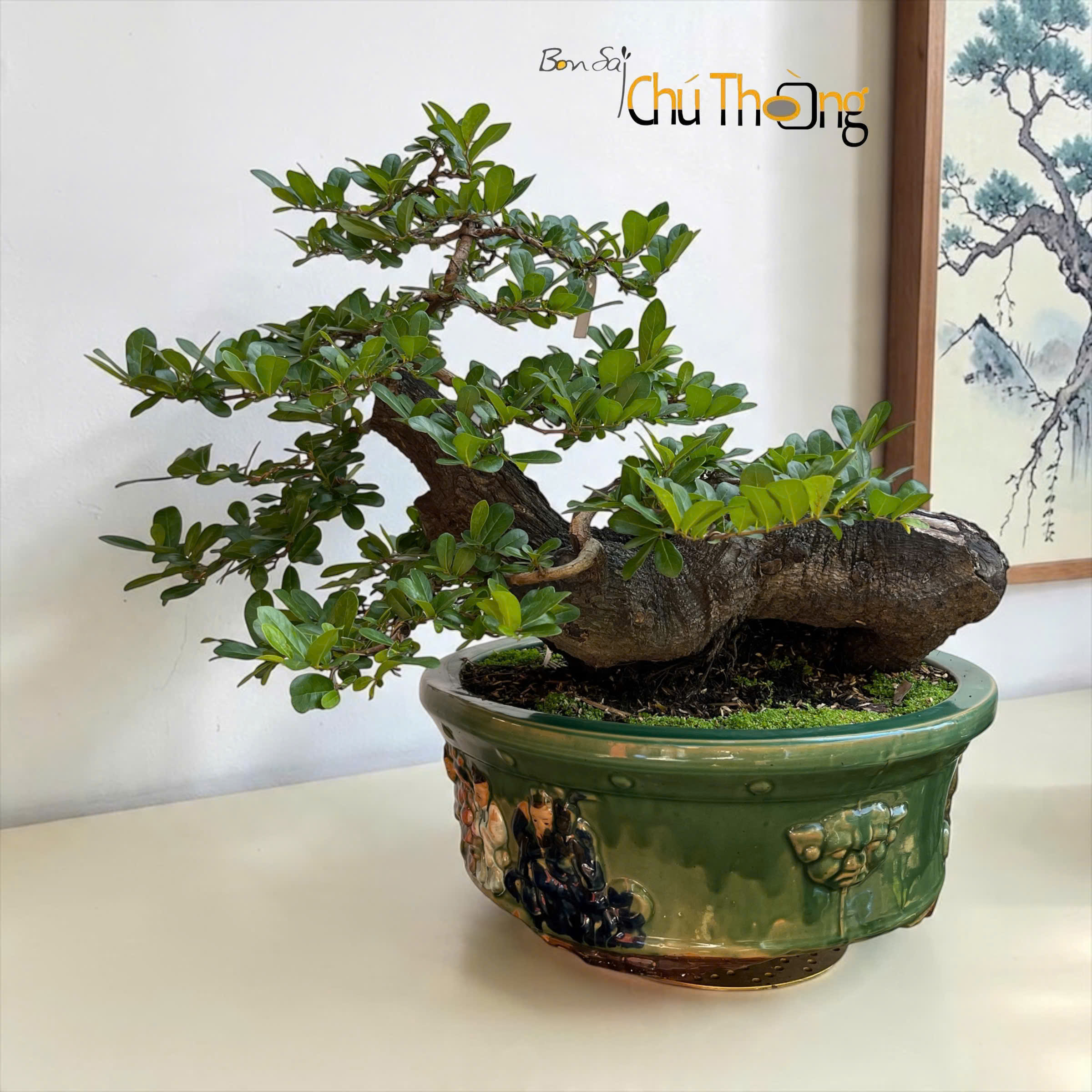 HỘ KINH DOANH BONSAI CHÚ THOÒNG