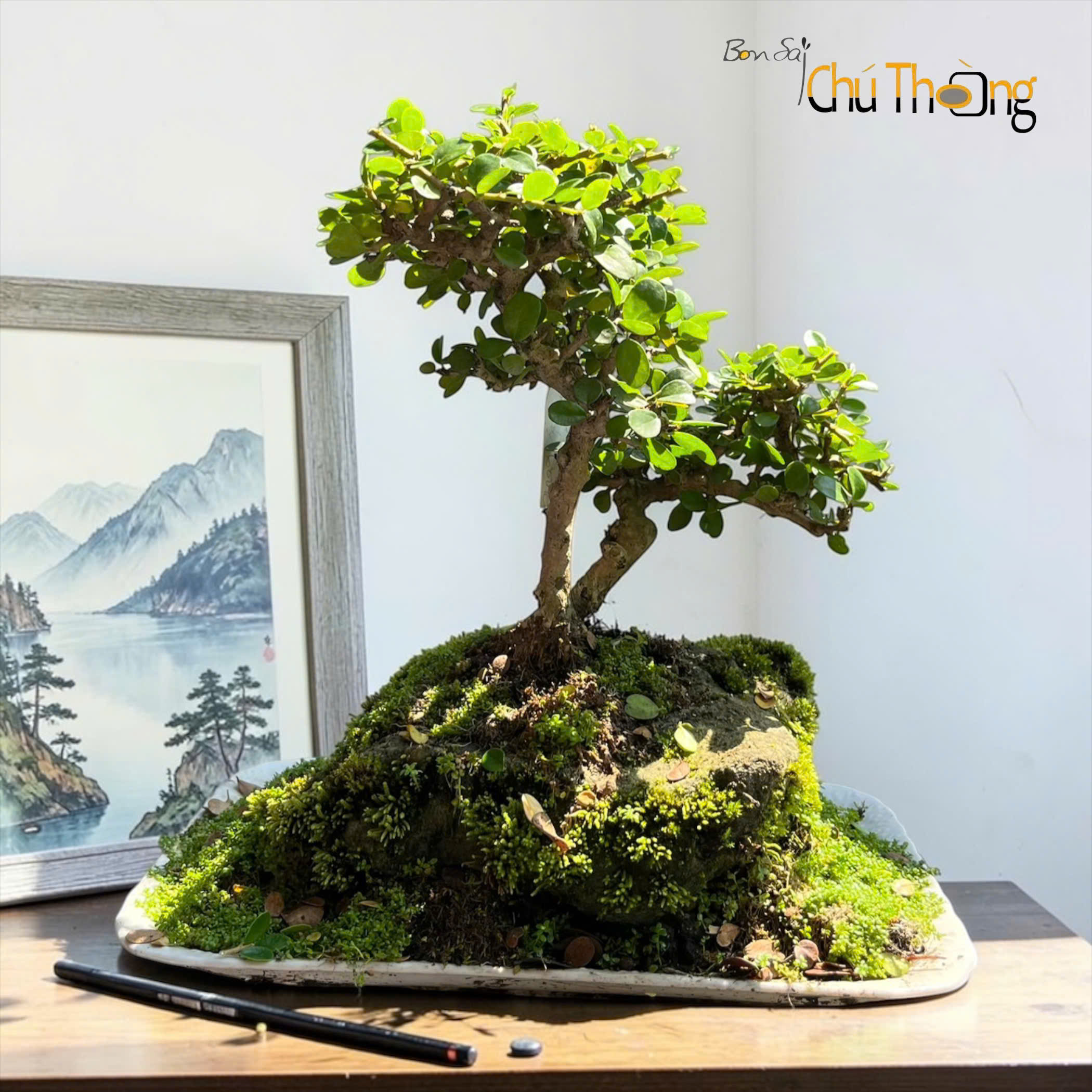 HỘ KINH DOANH BONSAI CHÚ THOÒNG