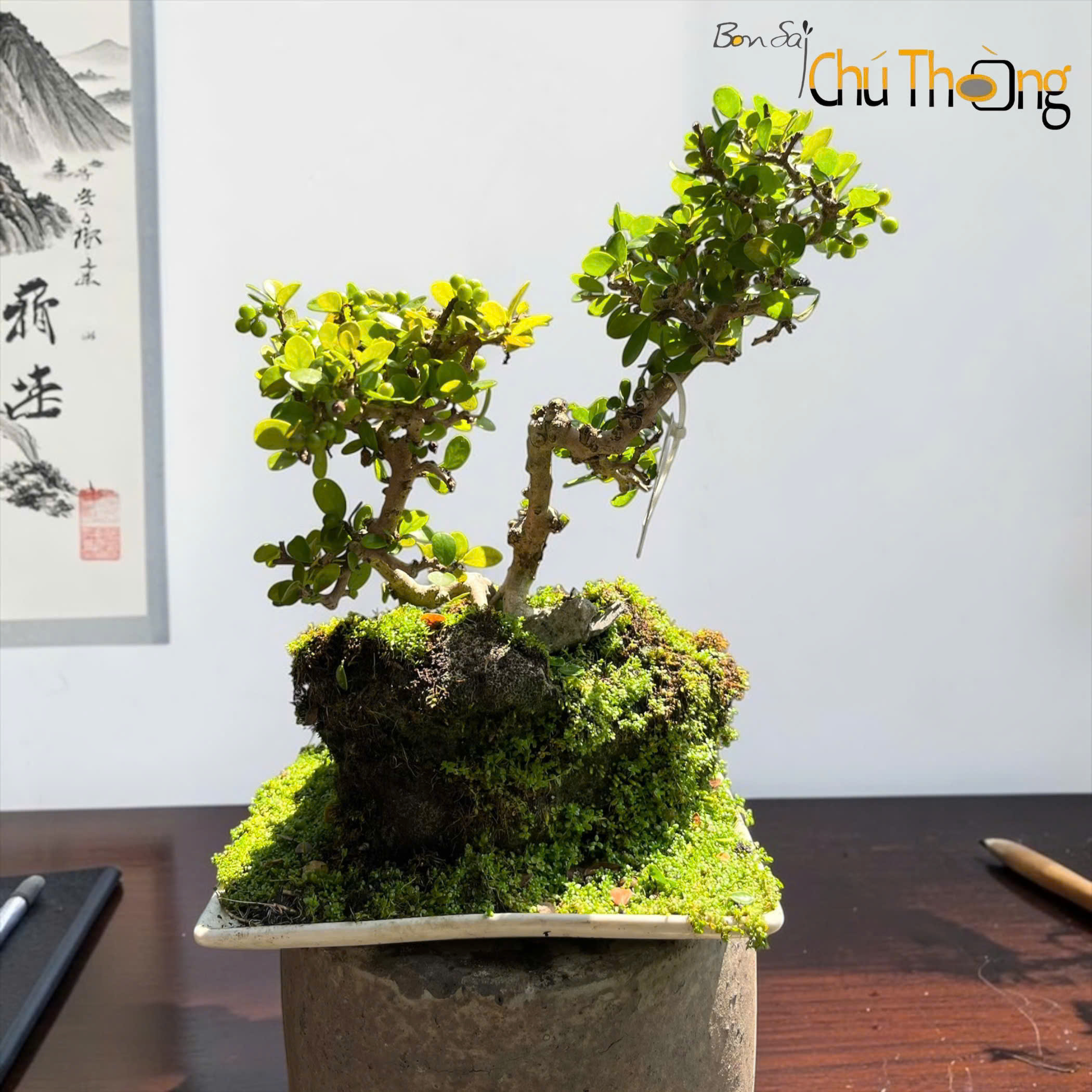 HỘ KINH DOANH BONSAI CHÚ THOÒNG