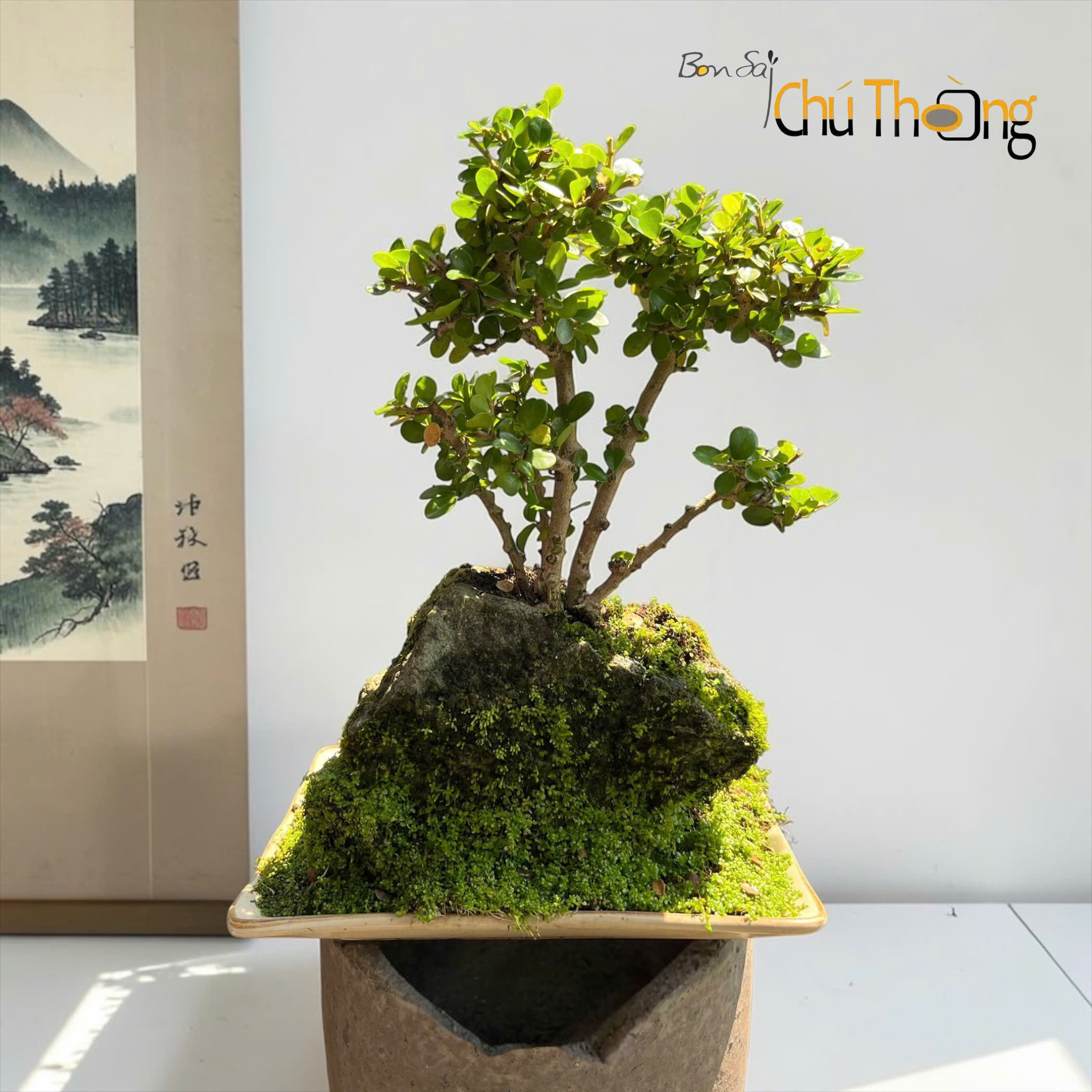 HỘ KINH DOANH BONSAI CHÚ THOÒNG